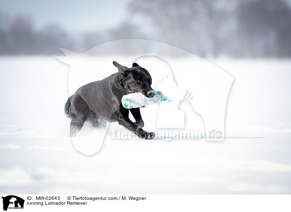 rennender Labrador Retriever / running Labrador Retriever / MW-02643
