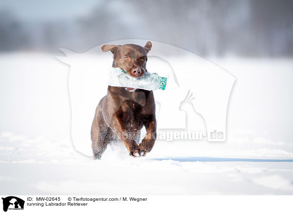 rennender Labrador Retriever / running Labrador Retriever / MW-02645