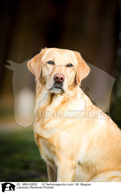 Labrador Retriever Portrait / Labrador Retriever Portrait / MW-02652