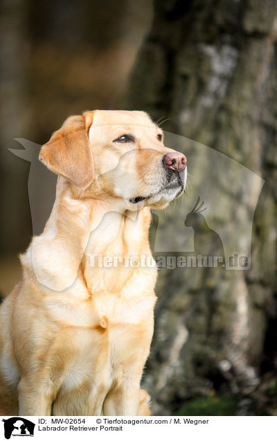 Labrador Retriever Portrait / Labrador Retriever Portrait / MW-02654