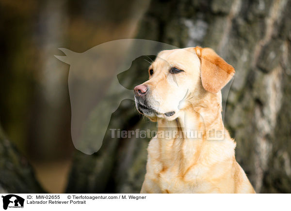 Labrador Retriever Portrait / Labrador Retriever Portrait / MW-02655