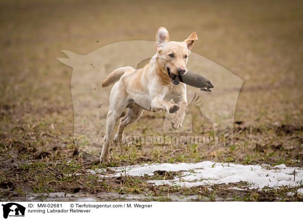 rennender Labrador Retriever / running Labrador Retriever / MW-02681