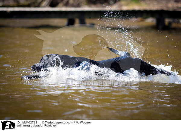 schwimmender Labrador Retriever / swimming Labrador Retriever / MW-02733