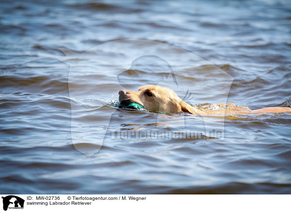 schwimmender Labrador Retriever / swimming Labrador Retriever / MW-02736