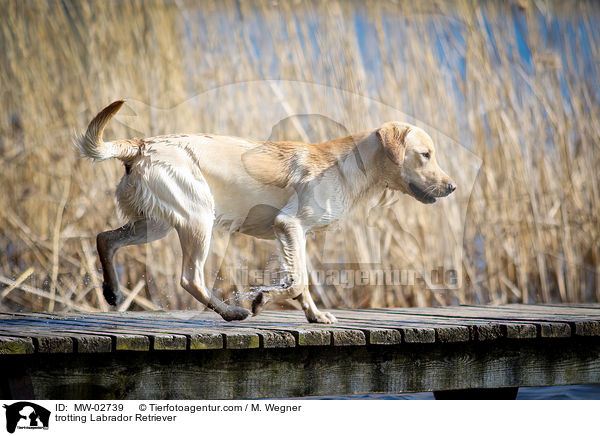 laufender Labrador Retriever / trotting Labrador Retriever / MW-02739