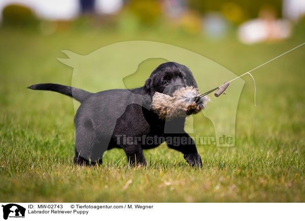 Labrador Retriever Welpe / Labrador Retriever Puppy / MW-02743