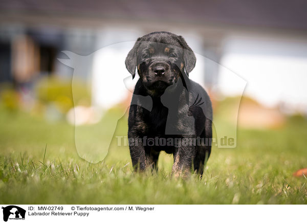 Labrador Retriever Welpe / Labrador Retriever Puppy / MW-02749
