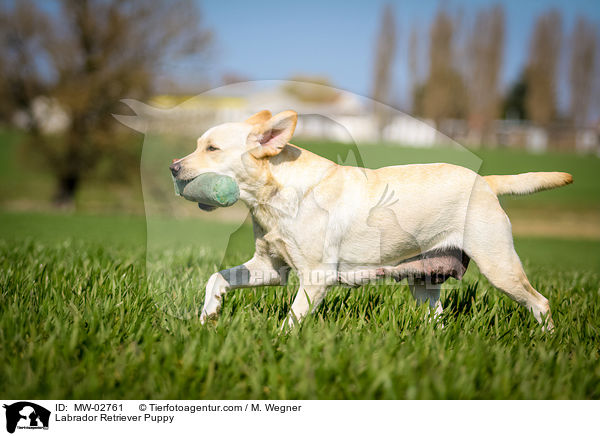 Labrador Retriever Welpe / Labrador Retriever Puppy / MW-02761