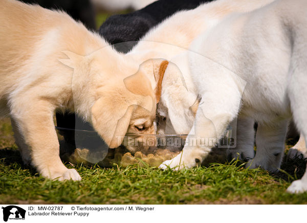 Labrador Retriever Welpe / Labrador Retriever Puppy / MW-02787