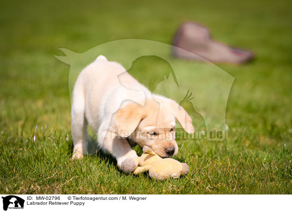 Labrador Retriever Welpe / Labrador Retriever Puppy / MW-02796