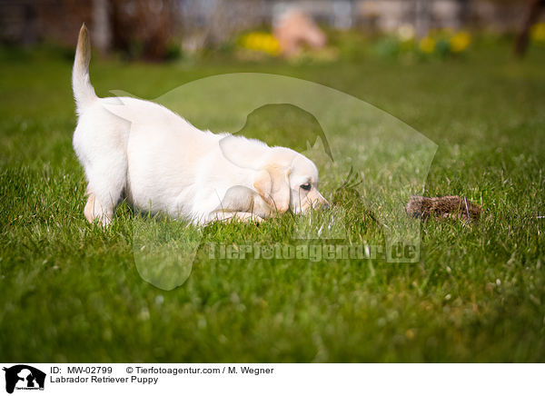 Labrador Retriever Welpe / Labrador Retriever Puppy / MW-02799