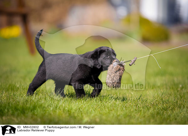 Labrador Retriever Welpe / Labrador Retriever Puppy / MW-02802
