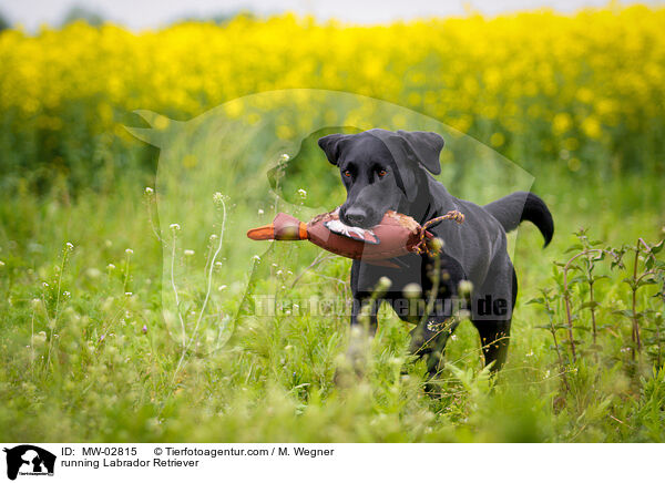 rennender Labrador Retriever / running Labrador Retriever / MW-02815