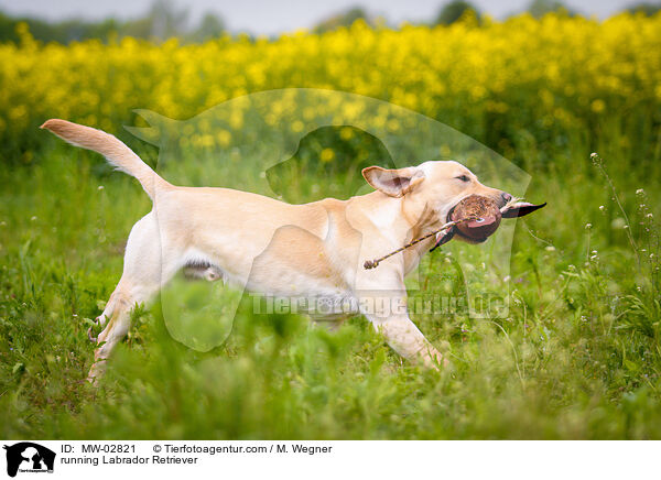 rennender Labrador Retriever / running Labrador Retriever / MW-02821