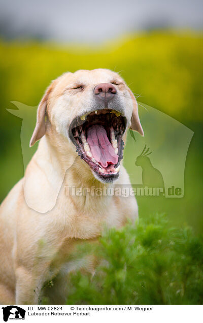 Labrador Retriever Portrait / Labrador Retriever Portrait / MW-02824