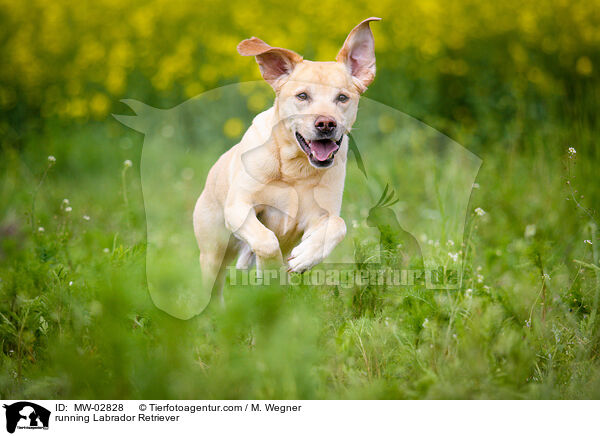 rennender Labrador Retriever / running Labrador Retriever / MW-02828