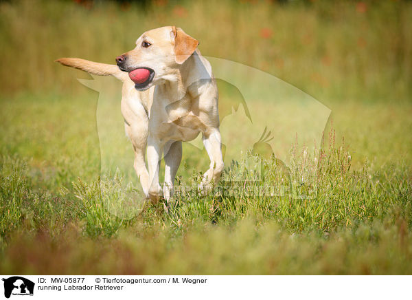rennender Labrador Retriever / running Labrador Retriever / MW-05877