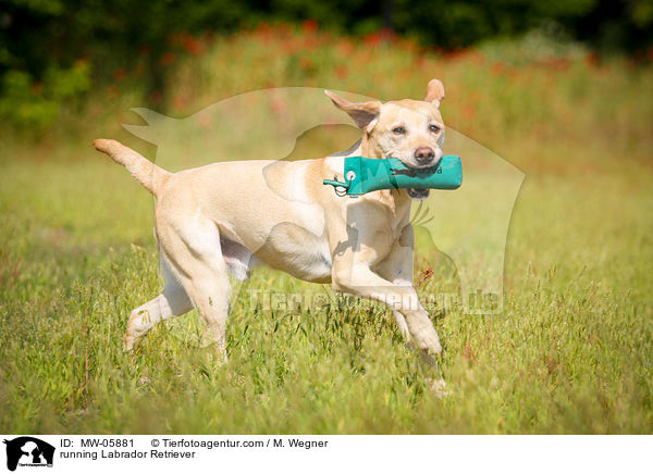 rennender Labrador Retriever / running Labrador Retriever / MW-05881