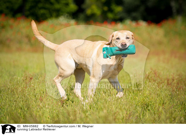 rennender Labrador Retriever / running Labrador Retriever / MW-05882