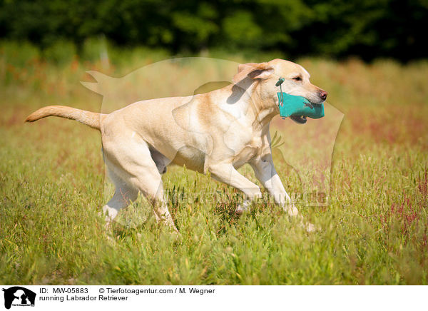 rennender Labrador Retriever / running Labrador Retriever / MW-05883