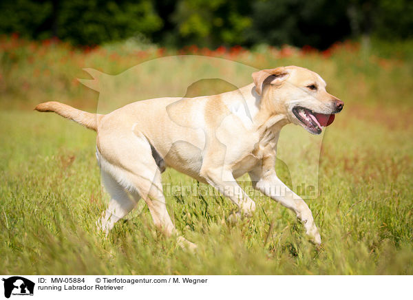 rennender Labrador Retriever / running Labrador Retriever / MW-05884