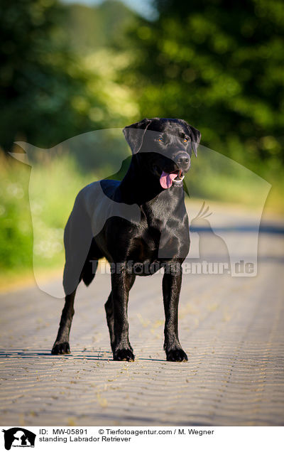 stehender Labrador Retriever / standing Labrador Retriever / MW-05891