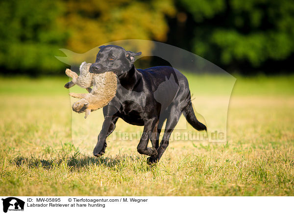Labrador Retriever at hare hunting / MW-05895