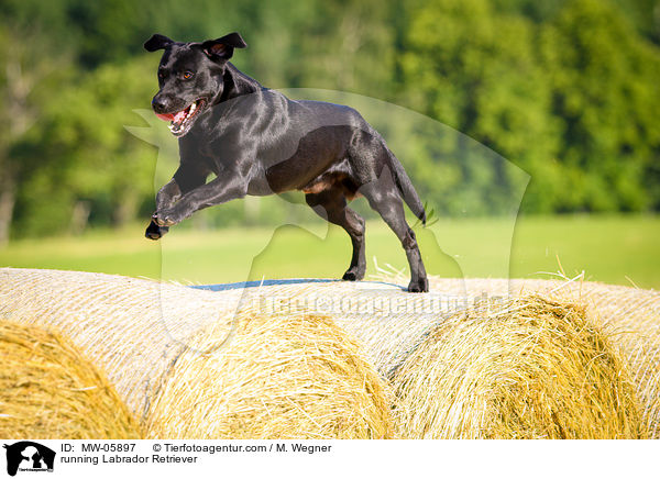 rennender Labrador Retriever / running Labrador Retriever / MW-05897