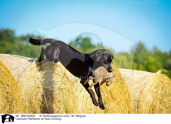 Labrador Retriever at hare hunting / MW-05900