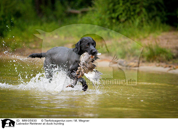 Labrador Retriever auf Entenjagd / Labrador Retriever at duck hunting / MW-05930