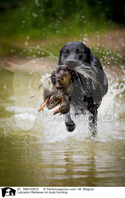 Labrador Retriever at duck hunting / MW-05933