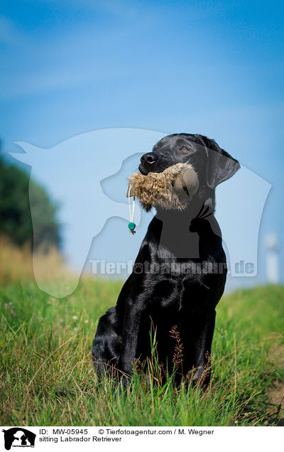 sitzender Labrador Retriever / sitting Labrador Retriever / MW-05945