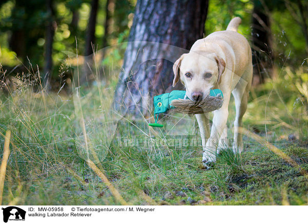 laufender Labrador Retriever / walking Labrador Retriever / MW-05958