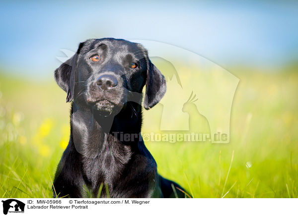 Labrador Retriever Portrait / Labrador Retriever Portrait / MW-05966