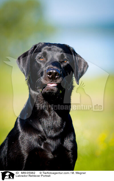 Labrador Retriever Portrait / Labrador Retriever Portrait / MW-05982