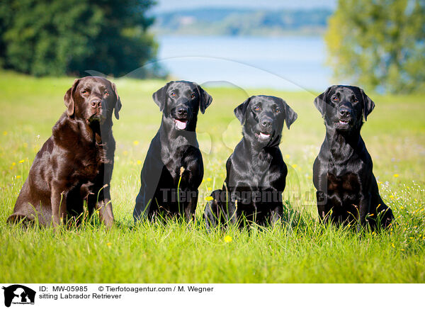 sitzender Labrador Retriever / sitting Labrador Retriever / MW-05985