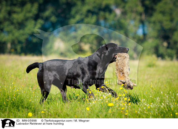 Labrador Retriever at hare hunting / MW-05998