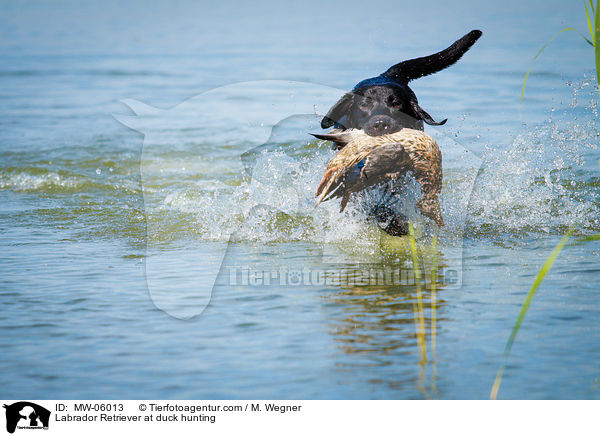 Labrador Retriever at duck hunting / MW-06013
