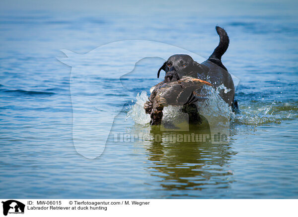 Labrador Retriever at duck hunting / MW-06015