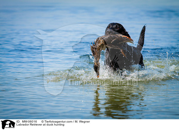 Labrador Retriever at duck hunting / MW-06016