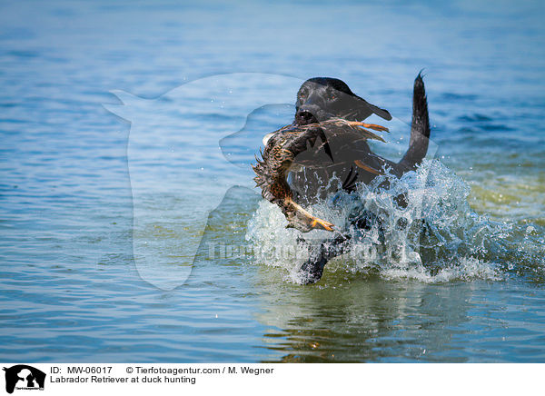 Labrador Retriever at duck hunting / MW-06017