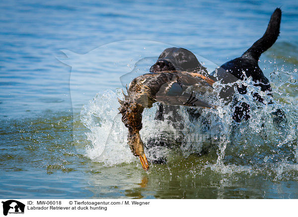 Labrador Retriever at duck hunting / MW-06018