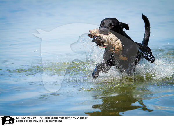 Labrador Retriever auf Entenjagd / Labrador Retriever at duck hunting / MW-06019