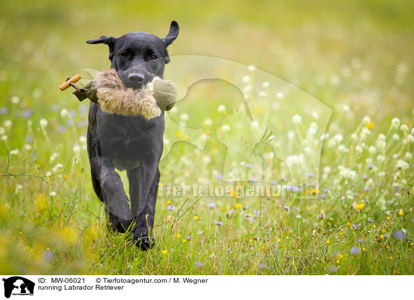 rennender Labrador Retriever / running Labrador Retriever / MW-06021