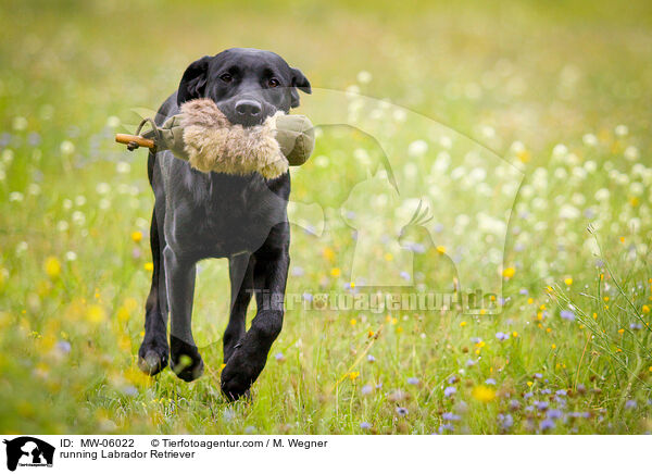 rennender Labrador Retriever / running Labrador Retriever / MW-06022