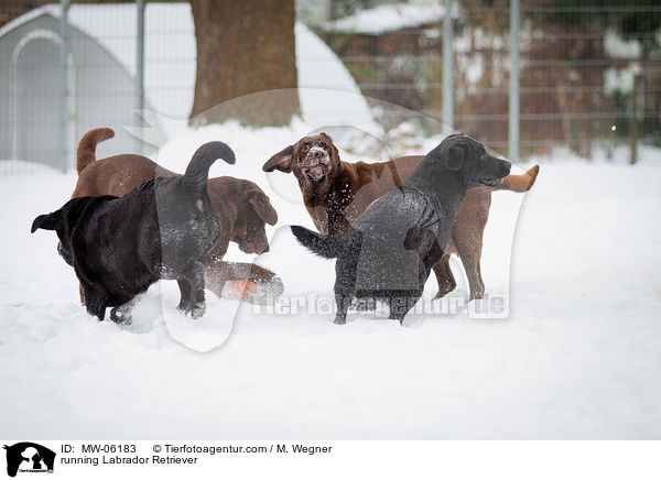 rennender Labrador Retriever / running Labrador Retriever / MW-06183