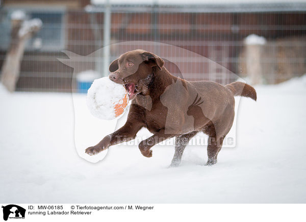rennender Labrador Retriever / running Labrador Retriever / MW-06185
