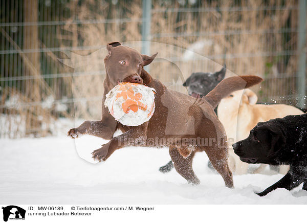 rennender Labrador Retriever / running Labrador Retriever / MW-06189
