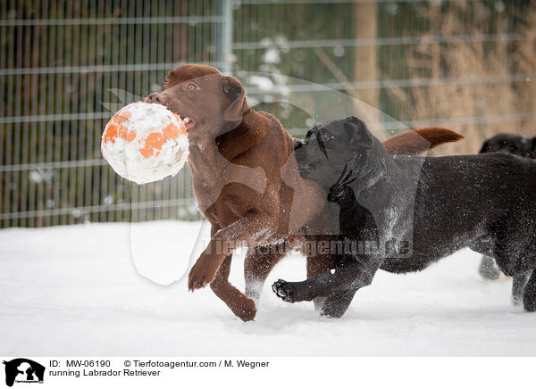 rennender Labrador Retriever / running Labrador Retriever / MW-06190