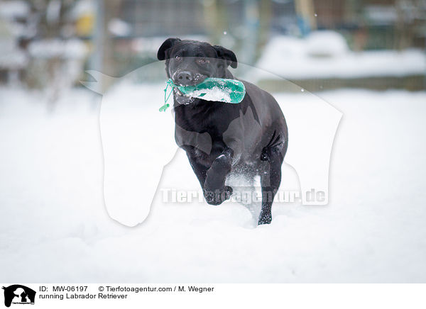 rennender Labrador Retriever / running Labrador Retriever / MW-06197